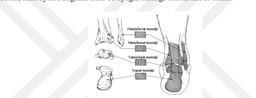 Şekil 1.9. Ayak bileği kemik yapısının arkadan görünümü (Hall, 2012) 