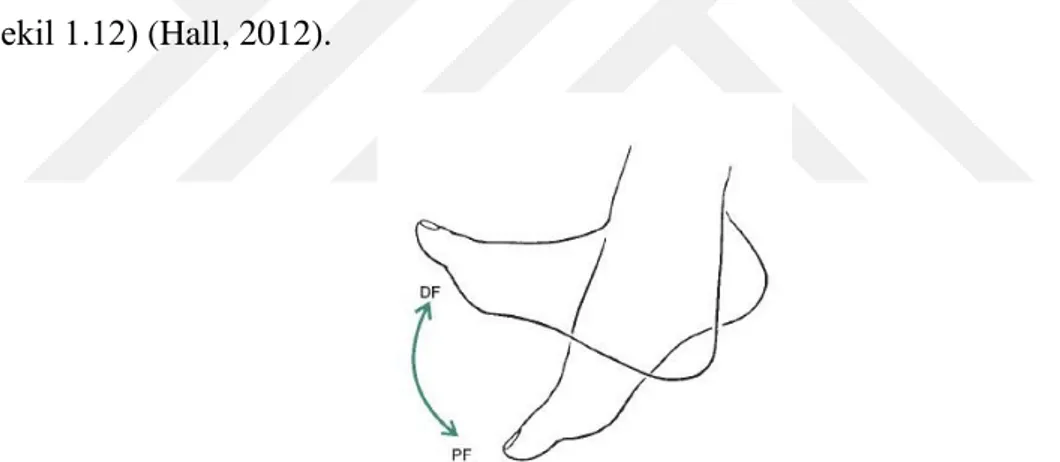 Şekil 1.12. Ayak bileğindeki dorsifleksiyon ve plantar fleksiyon hareketi (Joseph 