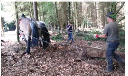 Şekil 1.10 Hayvan gücüyle bölmeden çıkarm  (Foto:D.Özkan, KWF 2016, Almanya)  Hayvan  gücü ile bölmeden çıkarma çalışmaları doğrudan zemin üzerinde sürüterek  bölmeden  çıkarma,  hayvanların  sırtına  yüklemek  sureti  ile  bölmeden  çıkarma,  hayvan  gücü