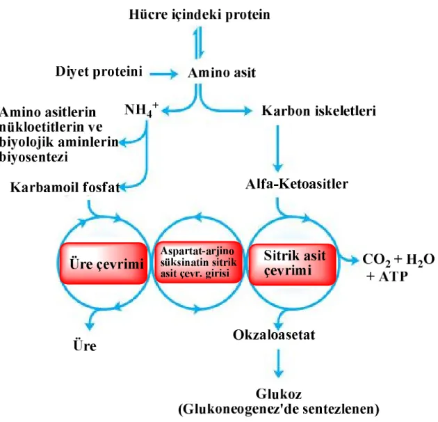 Şekil 2.1. Aminoasit katabolizmasına genel bir bakış 