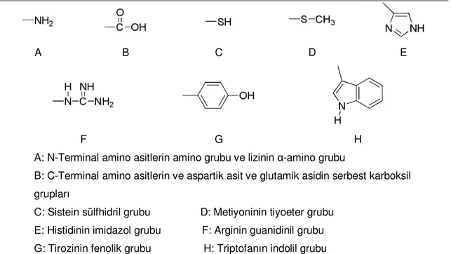 Çizelge 2.8. Enzimlerin kovalent bağlama ile immobilizasyonda bağ oluşumuna katılan  amino asit grupları 