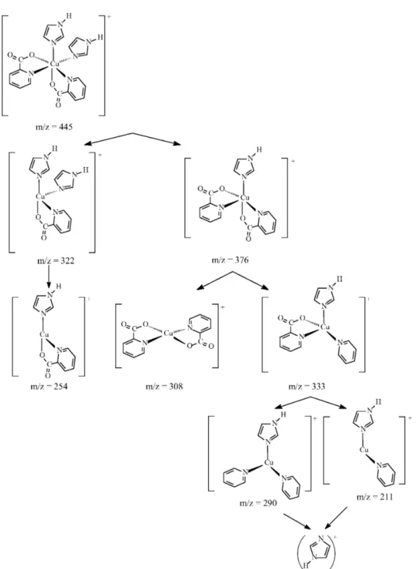 Fig. 2. Mass spectral fragmentation pattern of the [Cu(pic) 2 (im) 2 ] ·2H 2 O complex.