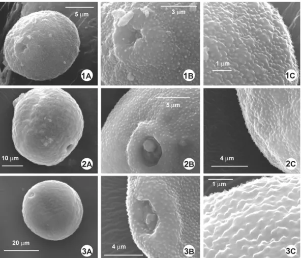 Figs 1-3. 1. Agropyron cristatum subsp. pectinatum var. pectinatum. A. Slightly oblique polar view with  distinct annulus; B