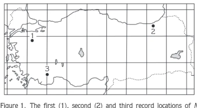Figure 1. The  first  (1),  second  (2)  and  third  record  locations  of N. lasiopterus in  Turkey
