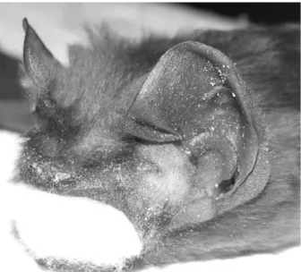 Figure 3.  The  left  foot  and  postcalcarial  lobe  of  N.  lasiopterus from Elmal› (Antalya).