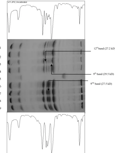 Figure 1. Comparison of sarcoplasmic proteins of Orthrias insignis euphraticus and Cyprinion  macrostomus