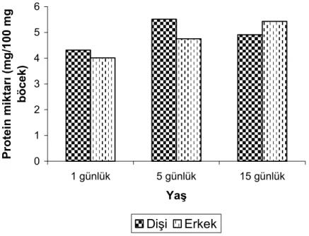 Şekil 5:  Devamlı karanlıkta (0A; 24K) G. mellonella erginlerindeki protein miktarı 