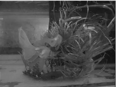Table 1. Chemical analysis of the live food and dry food using for mature fish 