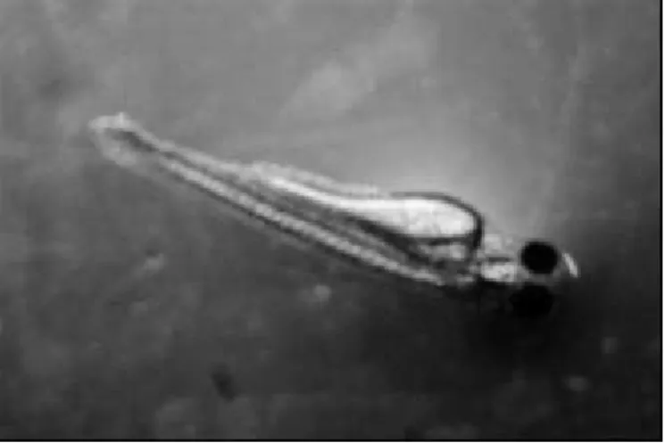 Şekil 4. Bir günlük larva (Orijinal)  Figure 4. Newly hatched larvae (Original) 