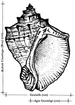 Şekil 2. Boyutlandırılmış deniz salyangozunun görünümü 