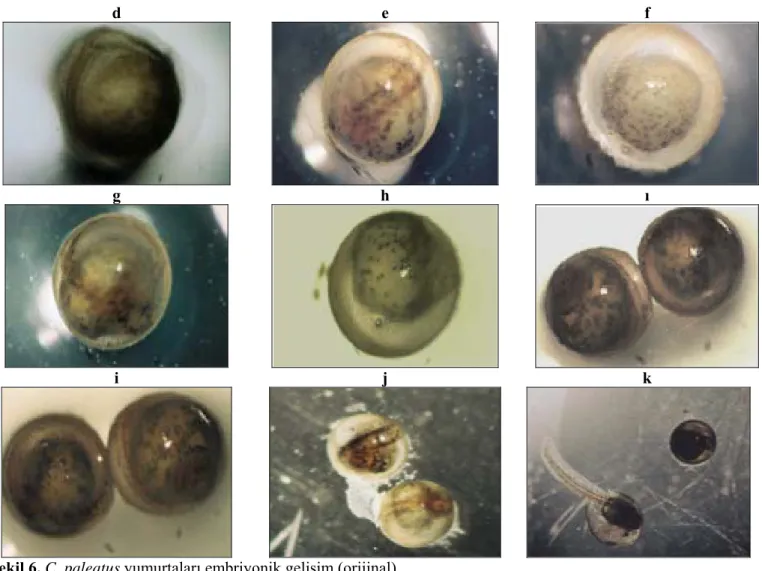 Şekil 6. C. paleatus yumurtaları embriyonik gelişim (orijinal) 