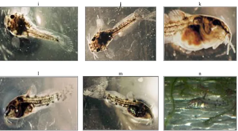 Şekil 8: C. paleatus larval gelişim (orijinal) 