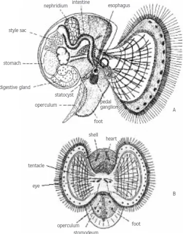 Figure 1.  A veliger larva of a gastropoda (Crepidula) (Strathmann and Leise, 1979), A: Lateral view, B: Frontal view (Photographs: original x100).