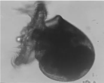 Figure 4. The larva: Day 5 (original x100).