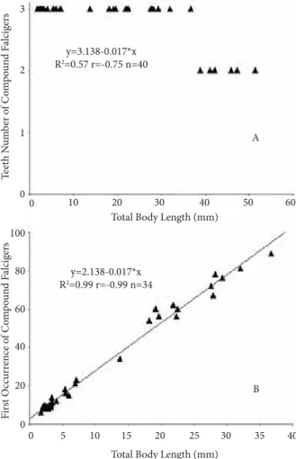 Figure 3. Eunice antennata. A. Presence of tridentate and bidentate falciger chaetae in relation with body length (n = 40, P < 0.05)