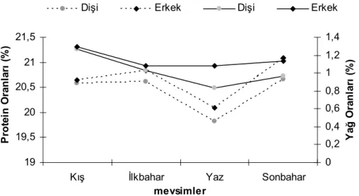Şekil 5. Dişi ve erkek kalkan balıklarının etindeki protein ve yağ oranlarının mevsimsel değişimi (kesikli                çizgi=protein oranı, düz çizgi=yağ oranı) 