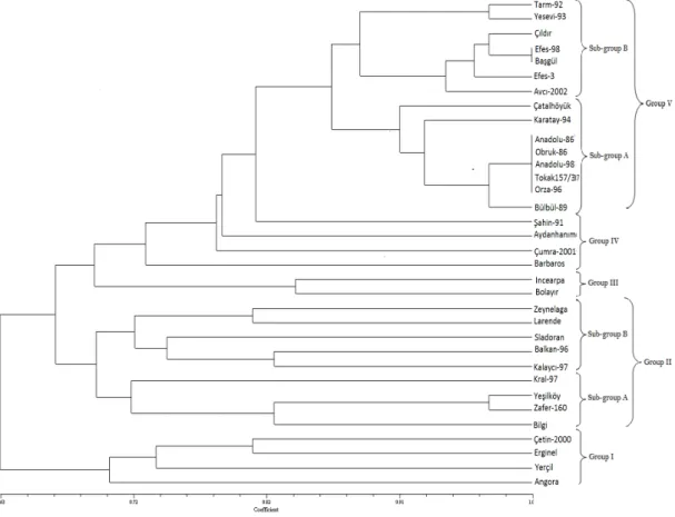 Figure 2. Dendogram constructed by the UPGMA method 
