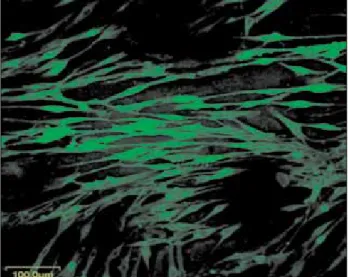 Figure 1.  Identification of human bronchial  smooth muscle cells by α-smooth muscle actin  antibody (fluorescent immunocytochemistry x200)