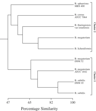 Figure  1: SDS-PAGE  of  whole-cell  proteins  of  Bacillus species. Lines: A, B. subtilis; B, B