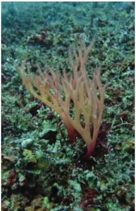 Fig. 3: Trypauchen vagina caught in North-eastern Mediterranean Sea, Turkey.Fig. 2: Sebdenia dichotoma in the field (photo by M