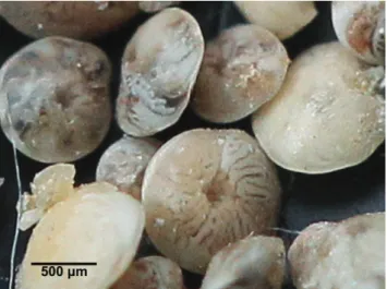 Fig. 6: Cassiopea andromeda collected near Lattakia Port, Syria ( photo  by H. Durgham).