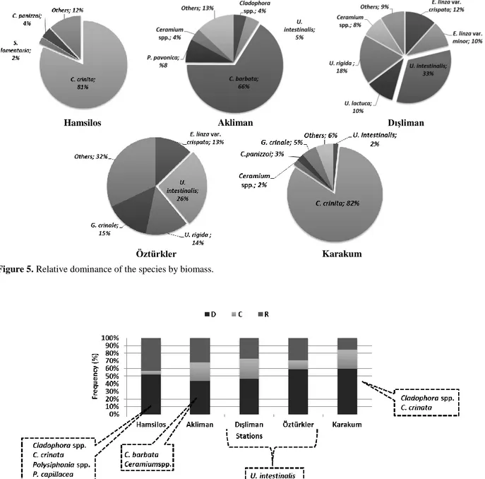 Figure 6. Frequency of macroalgae species according to the stations during the sampling period (D:dominance; C: common; R: 