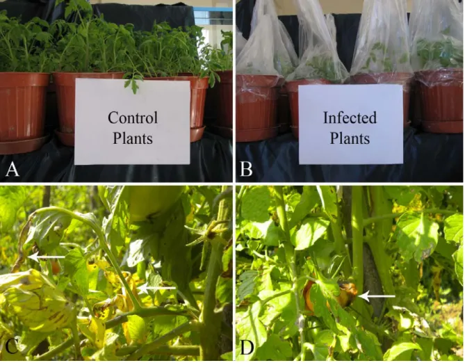 Fig. 1. Greenhouse experiments and the systemic symptoms of the infection: (A) control plants, (B) infected plants, (C and D) the  necrosis and the shoot apex death