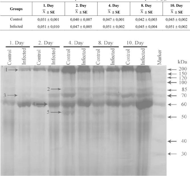 Table 2. The contents of free L-proline in infected and uninfected tomato plants (mg/g)