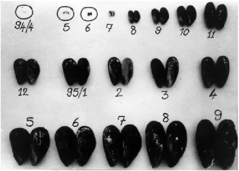Figure 6. Mothly average growth of the Mediterranean Mussel.