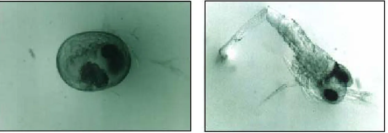 Şekil 5. Embriyonik gelişmede 3. Safha (0,850- (0,850-0,950 mm) (Orijinal). 
