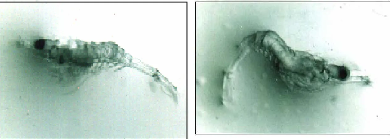 Şekil 8. Zoea 3 safhasındaki larvanın görünümü 