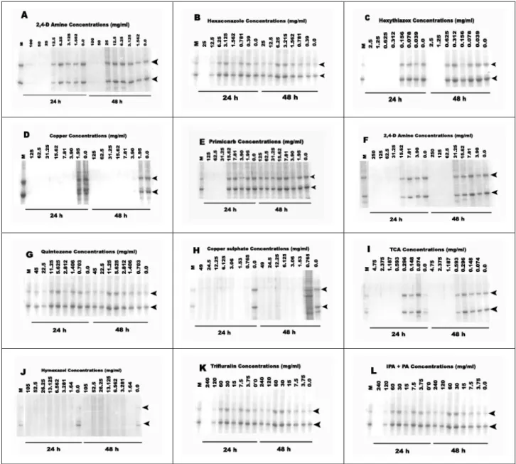 FIGURE 1 - SDS-PAGE analysis of B. sphaericus 2362 strain after 24 and 48 hours incubation  on media  containing 12 different pesticide concentrations