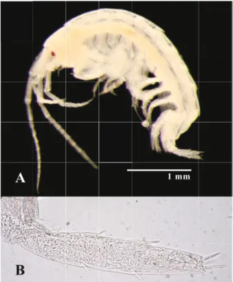 Figure 1. Melita valesi: A) side view of body, B) uropod 3.