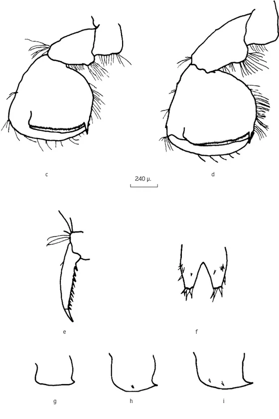 Figure 2. c. Gnathopod I, d. Gnathopod II, e. Dactylopodite of P5, f. Telson, g. Epimeral plate I, h