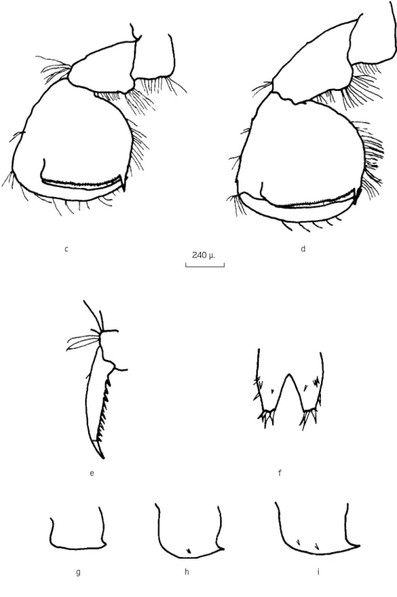 Figure 2. c. Gnathopod I, d. Gnathopod II, e. Dactylopodite of P5, f. Telson, g. Epimeral plate I, h
