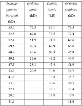 Table  1.  Molecular  weights  of  sarcoplasmic  protein  bands  of  Orthrias  tigris,  Orthrias  angorae  bureschi,  Orthrias  panthera  and  Cobitis taenia