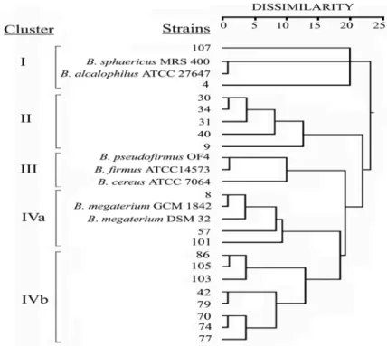 FIGURE 3 - Grouping of the reference and the native Bacillus strains studied using cluster analysis (the   squared Euclidean distances and average linkage clustering method) based on whole-cell protein profiles