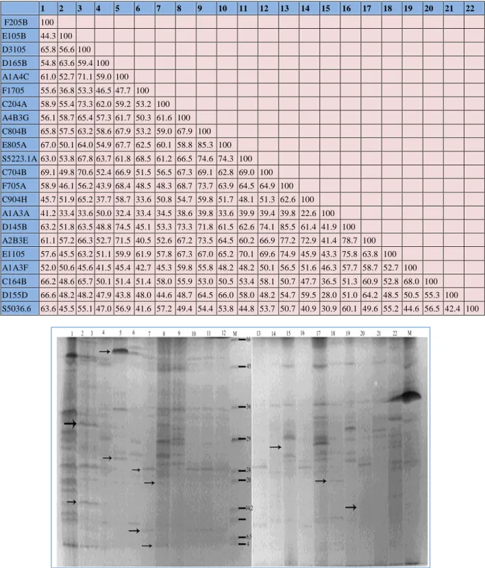 Table 1 Similarity matrix based on SDS-PAGE protein profiles of isolates of Streptomyces