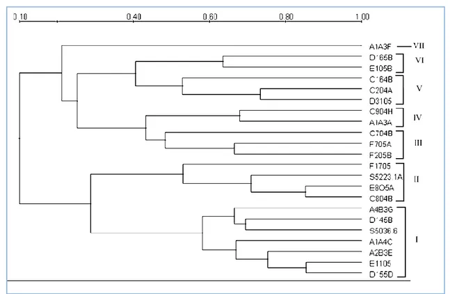 Figure 2 UPGMA dendogram SDS-PAGE protein profiles of Streptomyces isolates.  Similarly, isolates D165B and E105B belongs to the group 6th 