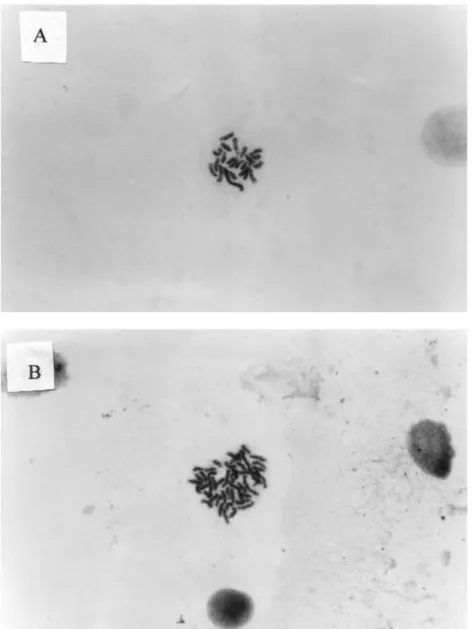 Figure 2. Metaphase chromosome spread of A. androgenetic haploid (N=22) and B. diploid (N=44) embryos of O