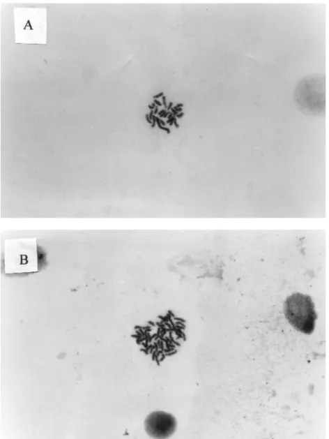 Figure 2. Metaphase chromosome spread of A. androgenetic haploid (N=22) and B. diploid (N=44) embryos of O