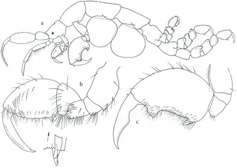 Figure 3. Appendages of a male Caprella andreae copied from Ruffo (ed.) 1993. a: Lateral view; b: gnathopod I; c: gnathopod II.