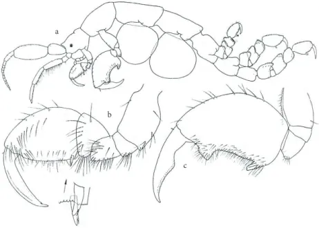 Figure 3. Appendages of a male Caprella andreae copied from Ruffo (ed.) 1993. a: Lateral view; b: gnathopod I; c: gnathopod II.