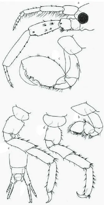 Figure 4. Dorsal view of Podocerus chelonophilus (original).