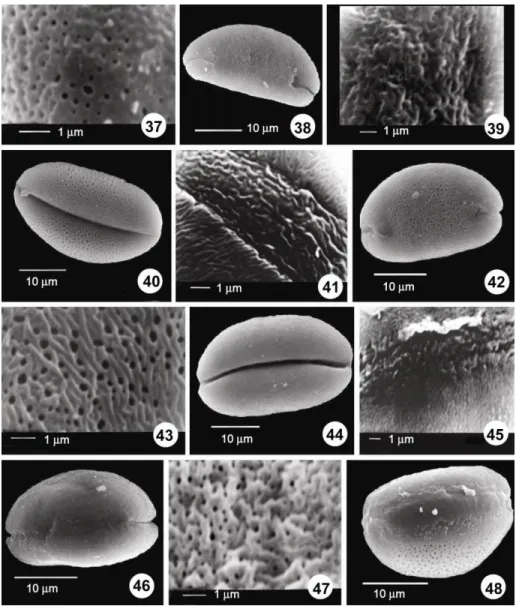 Figs  37-48:  SEM  photomicrographs.  37.  A.  asperiflorum,  rugulate-perforate  ornamentation