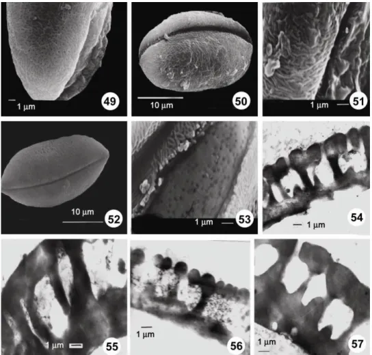 Figs  49-53: SEM photomicrographs. 49.  A. jubatum (49. Rugulate-perforate ornamentation)