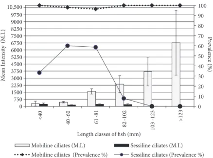 Figure 5. Values of prevalence and mean intensity of epizoic ciliates on juvenile flounder according to fish length classes.