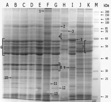 Figure  2.   Grouping  of  C .  albicans   strains  studied  using  hierarchical  cluster  analysis  (average  linkage  and  correlation  coefficient distance) based on whole-cell protein profiles.