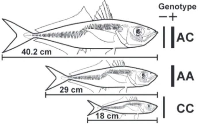Figure 9. Three forms of horse-mackerel Trachurus  mediterranean: large (genotype AC), T