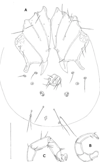 Fig. 3: Pontarachna valkanovi Petrova, 1978, male: A = idi-